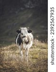 Small photo of Domesticated cow look to camera on grassy field near rough mountain ridge against in autumn day. Rural scene domestic cow. Autumnal landscape with caw on pasture. Domestic Animal in the countryside.