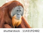 Bornean Orangutan  Pongo...