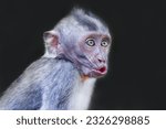 Small photo of Comical depiction of a primate's countenance: A charming and comical portrayal of a primate's face, spreading laughter and amusement.