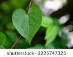 heart shaped leaves on green background