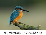 Kingfisher  Alcedo At This ...