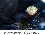 Copiapoa Cactus Blooming With A ...