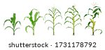 Corn Plant  Growing Isolated On ...