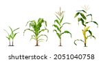 Corn Plant  Growing Isolated On ...
