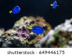 Blue Hippo Tang fish with coral.