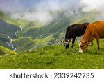 Small photo of Cattle fed against the beautiful scenery in the plateau