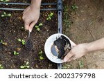 Overhead view of coffee grounds being added to baby vegetables plant as natural organic fertilizer rich in nitrogen for growth