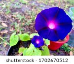 Morning Glory Flower In The...