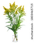 Small photo of Solidago altissima (Canada goldenrod or late goldenrod) in a glass vessel with water