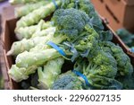 Broccoli heads with blue rubber bands