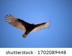 Flying Turkey Vulture In The Sky