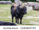 Heck cattle, Bos primigenius taurus, claimed to resemble the extinct aurochs. Domestic highland cattle seen in a German park