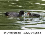 The Eurasian coot, Fulica atra, also known as the common coot, or Australian coot, is a member of the bird family, the Rallidae. It is found in Europe, Asia, Australia, New Zealand and parts of Africa