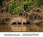 Small photo of A stealthy jaguar traverses the lush landscapes of Pantanal, Brazil, symbolizing the untamed essence of the region's wildlife.