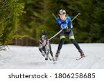 Skijoring dog racing. Winter dog sport competition. Pointer dog pulls skier. Active skiing on snowy cross country track road