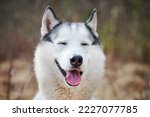 Siberian Husky dog with narrow eyes, funny smiling Husky dog with laughing eyes, cute excited doggy emotions. Ironic sarcastic look of gray white siberian husky dog, happy and fun of pet