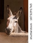 Donkey Portrait With Long Ears...