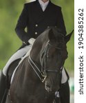 Small photo of horse portrait shot head on with black leather dressage double bridle and double reins rider wearing traditional dressage attire for horse show dressage competition