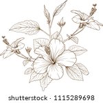 hibiscus flowers vector by hand ... | Shutterstock .eps vector #1115289698
