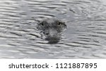 Hungry Alligator Swimming...