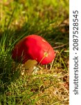 Small photo of Fly Algaric redcap toadstool in grass
