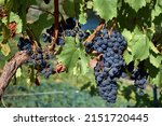 Small photo of To the right of the image is a bunch of red grapes on a vine. This is a vineyard with appellation of origin located in the Ribera Sacra, in Lugo, Galicia, Spain.