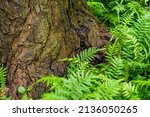 Ferns Growing Naturally At The...
