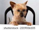 Yorkshire Terrier dog portrait sitting with paws on table waiting for food.