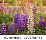 Purple Lupin Flowers Blooms In...