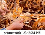 Small photo of View of the farmer's hands delicately peeling dry corn in the cornfield illustrates the skillful and time-honored practice of harvesting corn.