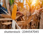 Small photo of Warm embrace of orange sunlight, farmers harvest ripe yellow corn amidst the dry corn fields, creating a scene of agricultural splendor.