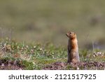 Small photo of Ground squirrel, also known as Richardson ground squirrel or siksik in Inuktitut, standing in the arctic tundra and looking around