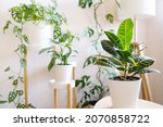 Small photo of Croton or Codiaeum in a white flower pot stands on a wooden stand for flowers in the living room against the backdrop of many home plants. Home plants care concept.