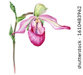 Elegant Pink Orchid Flower...