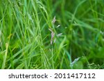 The Meadow Grass Tall Fescue ...