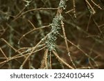 Small photo of Foliose Lichen on fir branch