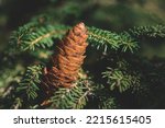 Fir cones on an evergreen conifer in a forest, Close-up of pine cones on a branch in a forest, Christmas concept. Pine cones and fir branches. Dark style, close up scales of pine cone