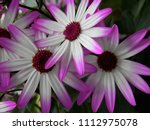 Small photo of Group of purple and pink tipped daisies. The colors are unadjusted and are as they naturally occur. The petals have a silky texture with a luminescent quality to them.