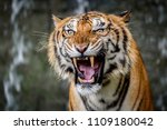 Close Up Portraits of roaring Bengal Tiger.