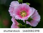 The Hollyhock Growing In A...