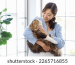 Small photo of Millennial Asian young female owner standing smiling holding showing love playing with cute fat tabby long hair little domestic kitty furry purebred pussycat pet friend in arms in living room at home.