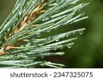 Pine twig, pine needles with dew drops on it.

