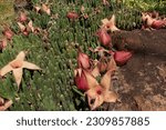 Small photo of Stapelia gigantea is a species of flowering plant in the genus Stapelia of the family Apocynaceae. Common names include Zulu giant,carrion plant and toad plant. The plant is native to the deserts