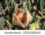 Small photo of Stapelia gigantea is a species of flowering plant in the genus Stapelia of the family Apocynaceae. Common names include Zulu giant,carrion plant and toad plant. The plant is native to the desert regio