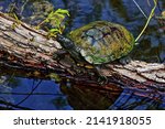 Wet  Moss Covered Turtle Suns...