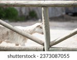 Baby goat behind the fence. Farm animal idea concept. Lovely white  goat. Life in the countryside. Horizontal photo. No people, nobody. 