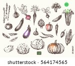 hand drawn vegetable sketch... | Shutterstock .eps vector #564174565