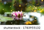 Beautiful Water Lily Flower In...