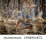 A Greylag Goose Hatches Its...