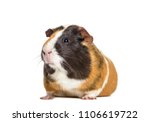 Guinea Pig  Isolated